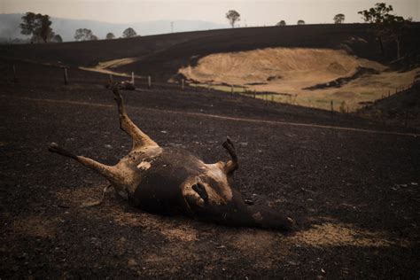 Unos 480 millones de animales víctimas de los incendios en Australia