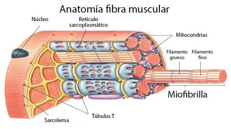 Tejido Muscular Histologia Anatomia Macroscopica Anatomia Y Images Images