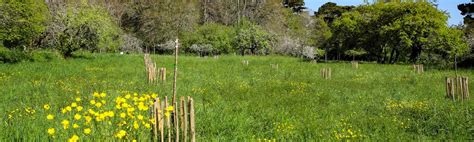 Ile Tristan Plantation De 60 Pommiers Rares Et Anciens Douarnenez