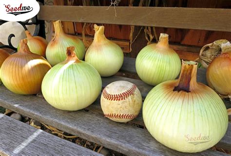 300 Walla Walla Onion Seeds Large Sweet Big Juicy Onions Etsy