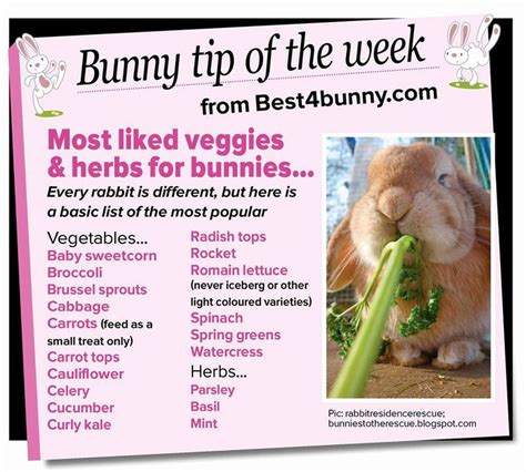 Bunny Tip Of The Week Most Liked Vegetables And Herbs Best4bunny