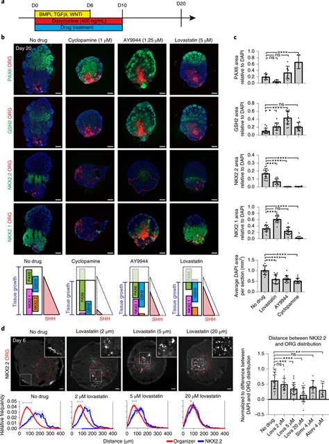 Statins Perturb Tissue Growth And Shh Signaling A Experimental Design