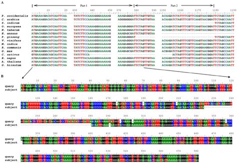 Multiple Sequence Alignment Of Ycf2 Genes In 15 Species A Multiple