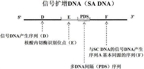 具有多dna间隔序列的序列转换和信号扩增dna及使用其的检测方法与流程