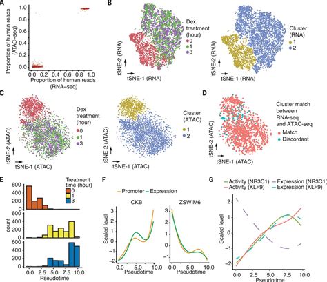 Joint Profiling Of Chromatin Accessibility And Gene Expression In