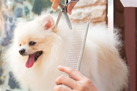 犬のトリミングは何をするの？サロンでの流れや頻度、費用目安を解説 Inunavi（いぬなび）