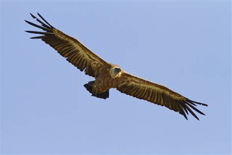 The Griffon Vulture Wings Outstretched In Flight Soaring Stock Photo