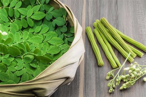 Os Benef Cios Da Moringa Para Sa De Cura Natural