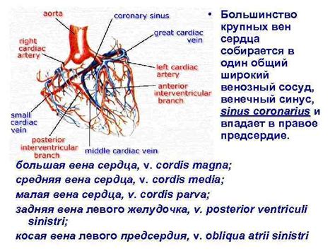 СИНТОПИЯ СЕРДЦА ПОВЕРХНОСТИ СЕРДЦА Facies anterior sternocostalis