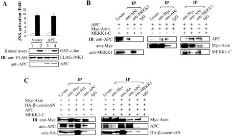 Differential Molecular Assemblies Underlie The Dual Function Of Axin In