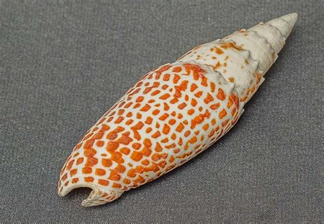 Beautiful Tesselate Conus Venomous Cone Snail Conus Sea Shell Type