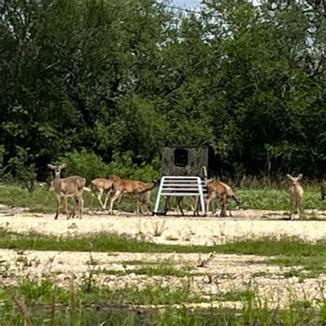 Stand & Fill Deer Feeders | Deerview Windows