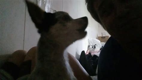 Mi Perrito Aullando Con Mi Papa Youtube