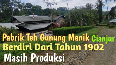 MELIHAT PERKAMPUNGAN DIBALIK PERKEBUNAN TEH GUNUNG MANIK CIANJURPABRIK