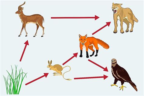 What Is A Food Web