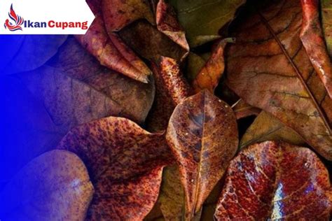 Cara Menggunakan Daun Ketapang Untuk Ikan Cupang