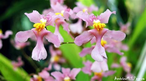 Orquídeas soltas Oncidium ornithorhynchum