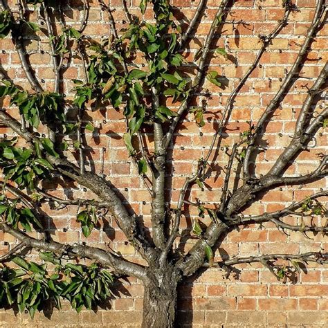 The Best Acer Trees To Grow In The Uk Roots Plants