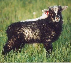 Elkhorn Icelandic Sheep | Color Genetics in Icelandic Sheep