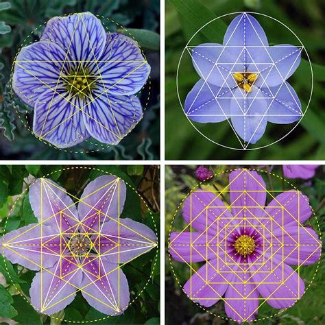 Geometry in nature – Artofit