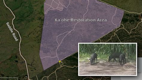 Special Feral Pig Hunt Announced On Hawaiʻi Island Flipboard