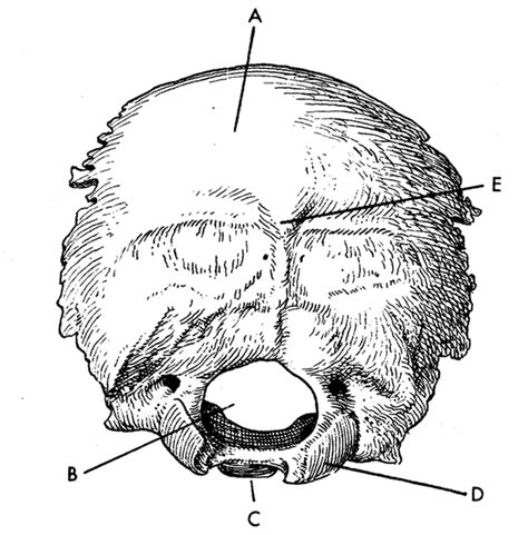 Occipital Bone Posterior View Diagram Quizlet