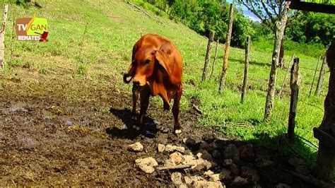 2013 TORETE PARA LA REPRODUCCIÓN PESO PROMEDIO ANIMAL 360 KG LA