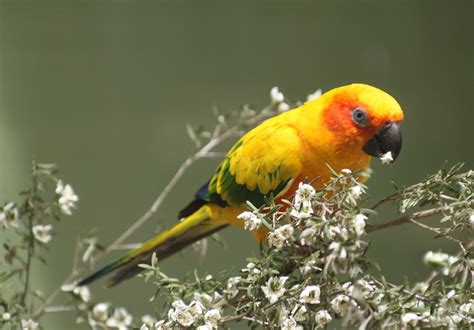 Sun Conure Facts Behavior As Pets Care Feeding Pictures