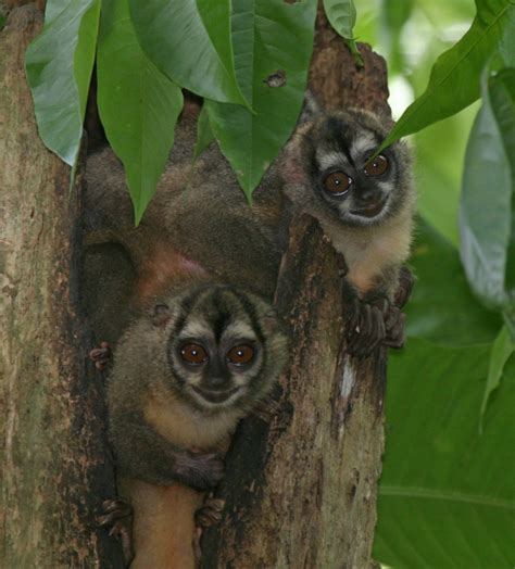 El Mono Nocturno De Brasil Y Perú Pasa A Estar En Peligro De Extinción