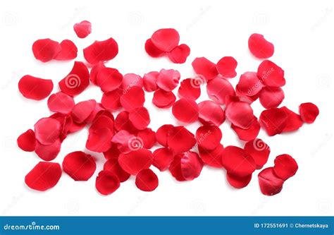 Fresh Red Rose Petals On White Background Stock Image Image Of