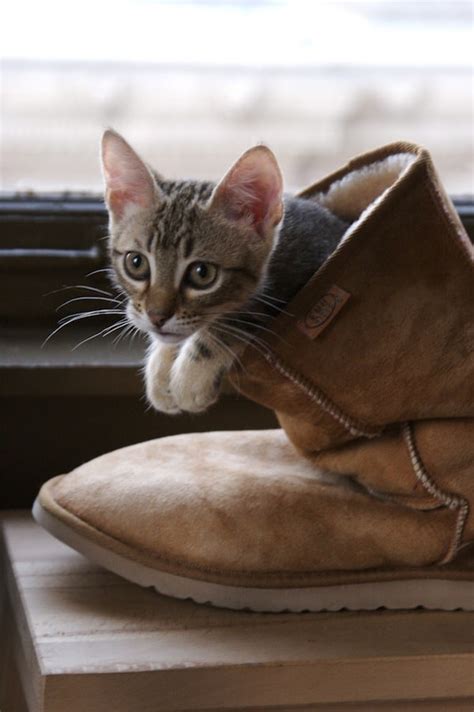 The Cutest Cats With Boots Are Ready For Anything Catster