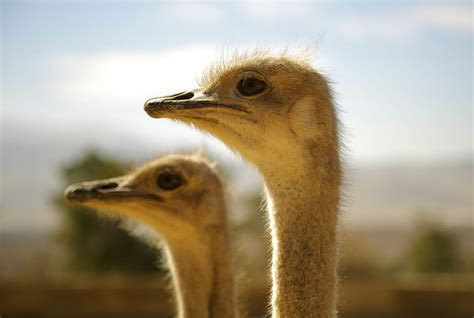 Aves Que No Pueden Volar Love Mi Mascota