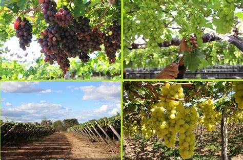 Novas Variedades De Uva V O Aumentar Ganhos De Irrigantes Do Vale Do