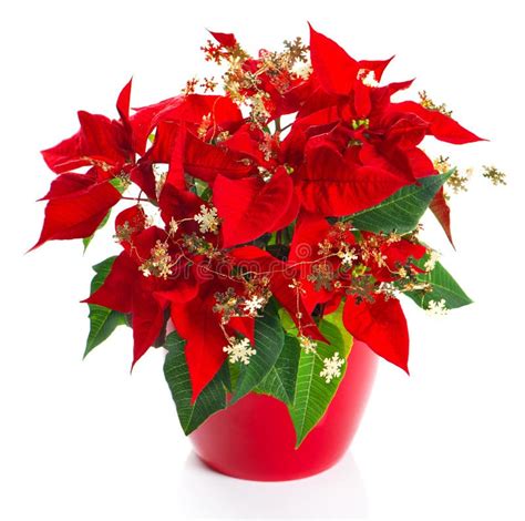 Red Poinsettia Christmas Flower With Golden Deco Stock Image Image