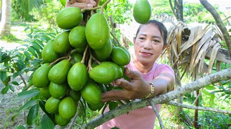 Picking June Plum Fruit In My Village For Cooking Simple Life Cooking