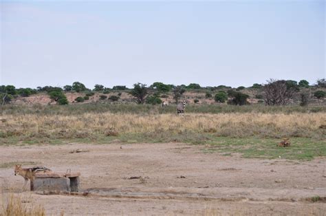 Kgalagadi Safari | Botswana | Namibia | South Africa | africansunroad.com