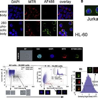 Noxa Regulates Glucose Metabolism Cells Were Seeded In Triplicate At