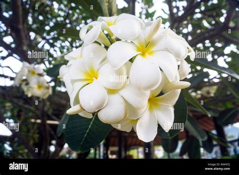 Frangipani Plumeria Alba Blütenstand Koh Samui Thailand White