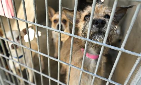 Editorial La Should Stop Killing So Many Animals In Shelters Los