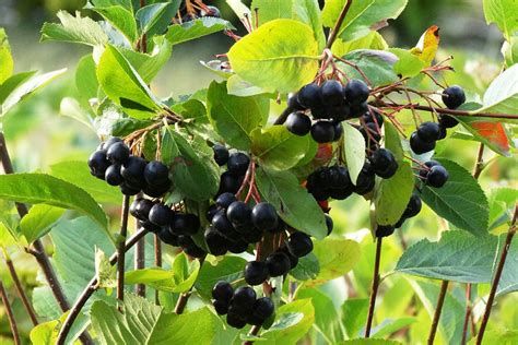 Aronia Czarna Sadzonka R D O Witamin Krzew P Cena Opinie