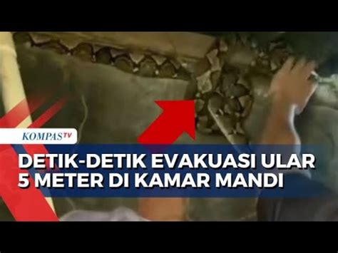 Buat Heboh Ular Piton Sepanjang Meter Masuk Ke Kamar Mandi Warga