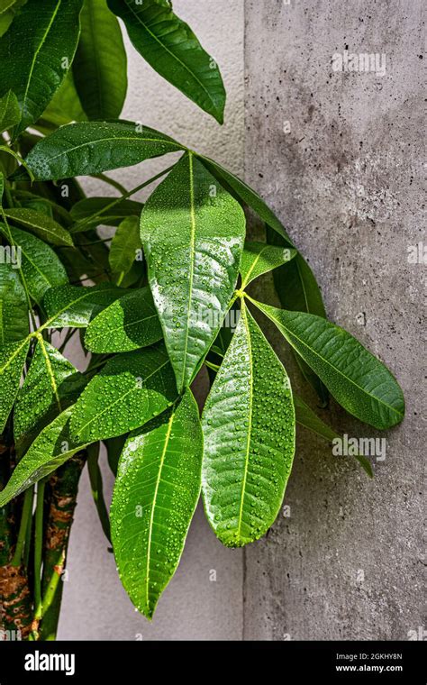 Leaves Of Pachira Aquatica With Many Drops Of Cooling Water In The