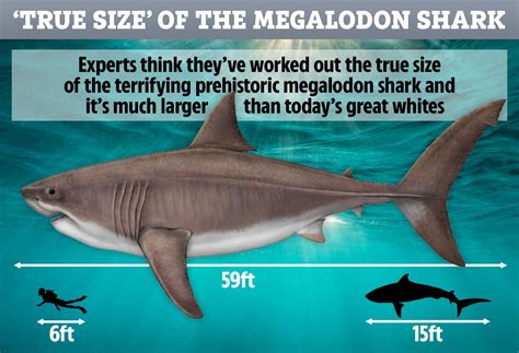 Prehistoric Megalodon Shark Was A Mammoth 60 Feet Long And Had Teeth