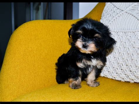 Chiots De Race Morkie Adopter Petite Annonce Chien