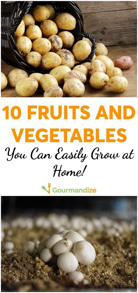 10 Fruits And Vegetables You Can Easily Grow At Home Vegetables