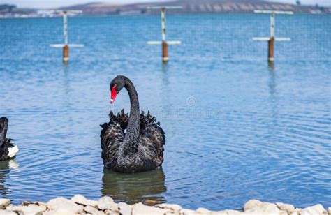 Black Swans At Swan Lake Scenic Area In Guyuan County Hebei Province