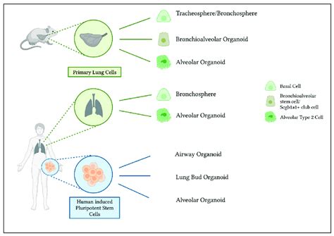 Generation Of Murine And Human Lung Organoids And Their Cells Of