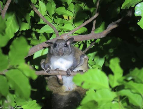 Palawan Flying Squirrel Project Noah