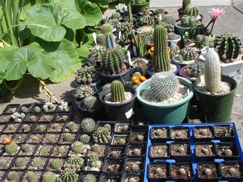 How To Propagate And Grow Flowering Cactuscacti Plants Dengarden