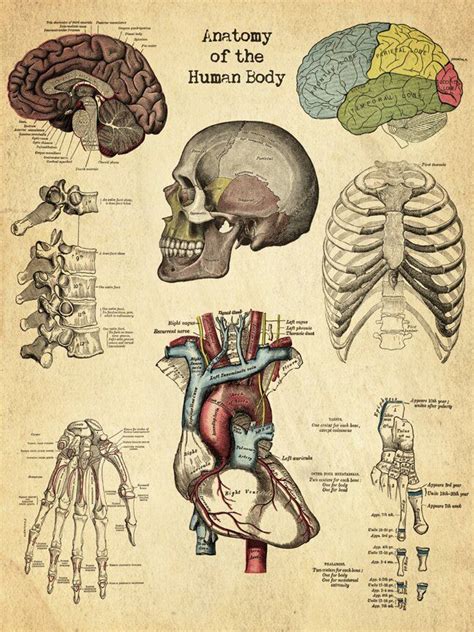 Strang Anatomy Of Human Body Graphic Art Print By Graffitee Studios